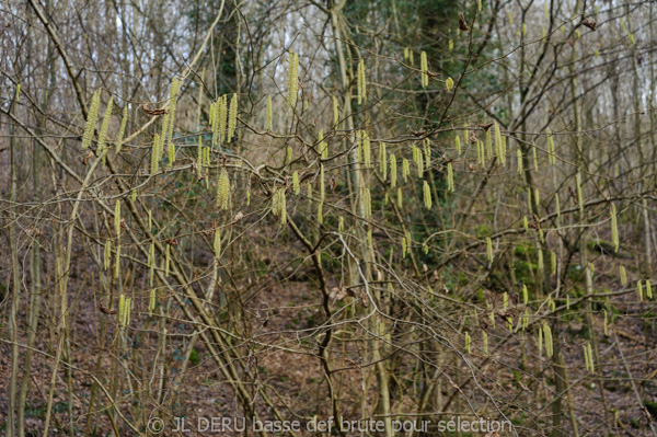 bois en hiver